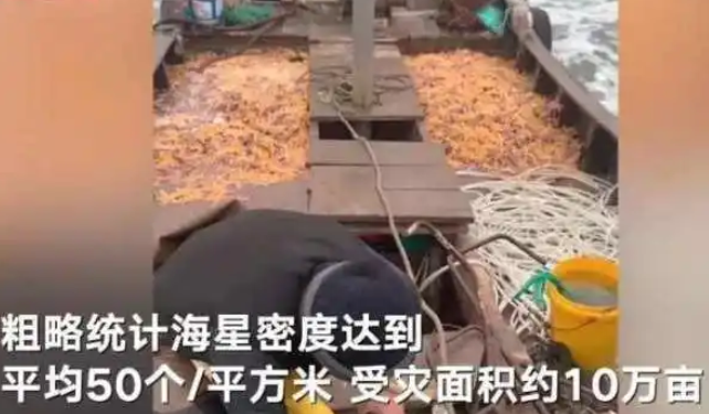 外来海星入侵青岛!不到4天被抢到断货 外来海星入侵青岛!不到4天被抢到断货