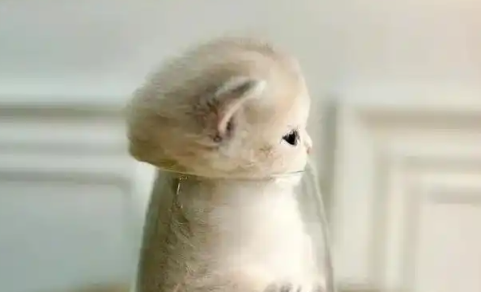 探索最受欢迎的猫咪品种：茶杯猫，体型娇小可亲