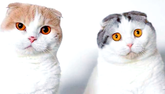 苏格兰折耳猫：一种独特且受欢迎的猫品种介绍