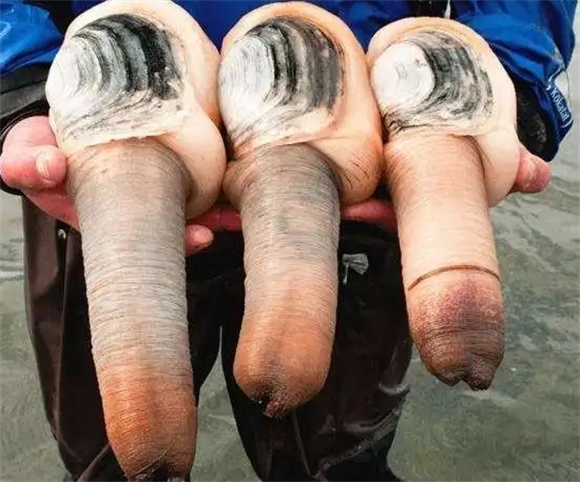 象拔蚌是淡水还是海水