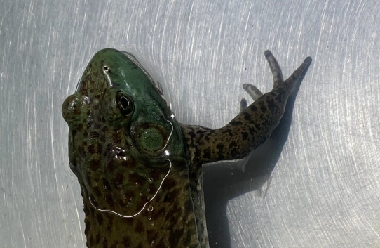 癞蛤蟆有尾巴吗 癞蛤蟆有尾巴吗