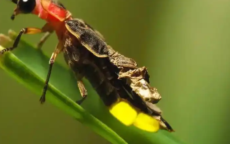 萤火虫像什么?