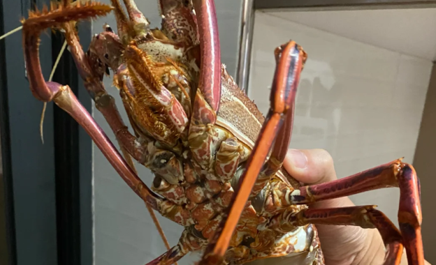 一只澳洲龙虾多少元 一只澳洲龙虾多少元