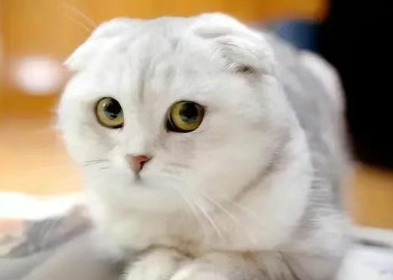 世界名猫介绍——苏格兰折耳猫 世界名猫介绍——苏格兰折耳猫