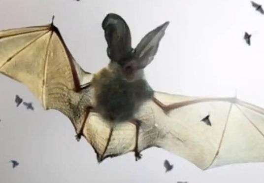 如何赶蝙蝠 如何赶蝙蝠