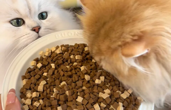 挑食怪变干饭猫？全靠鲜粮说乳鸽烘焙猫粮！