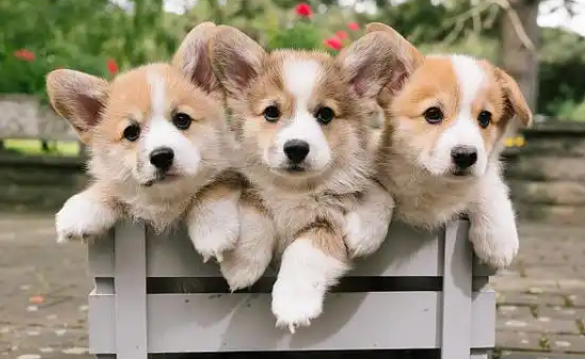 威尔斯柯基犬：短腿萌宠的两大品类