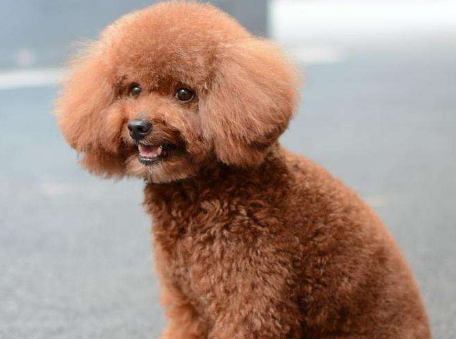 泰迪幼犬饮食指南，新手铲屎官赶紧收藏起来