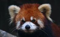 国内可以养小熊猫吗