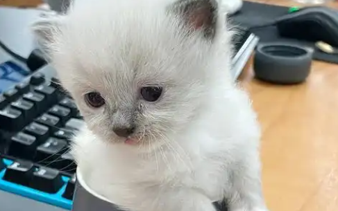 见过茶杯犬那有见过“茶杯猫”吗？