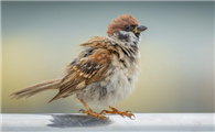 女生的麻雀长啥样