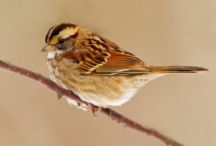 幼年麻雀长什么样 幼年麻雀长什么样