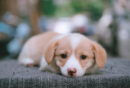 两个月的幼犬一次吃多少克狗粮