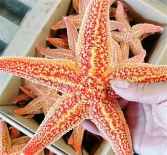 海星是怎么生出来的