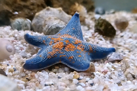 海星属于软体动物吗