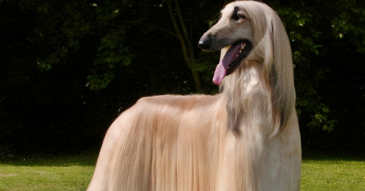 阿富汗猎犬多少钱一只？大概价格多少？