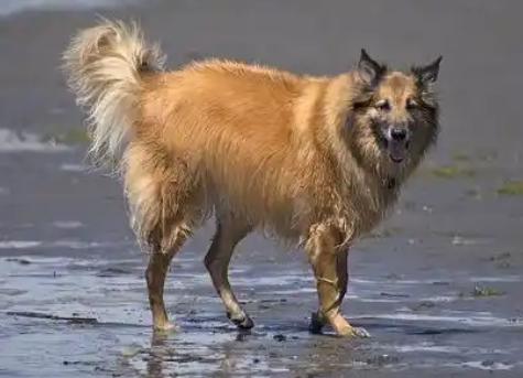 如何纠正比利时坦比连犬的爱叫行为