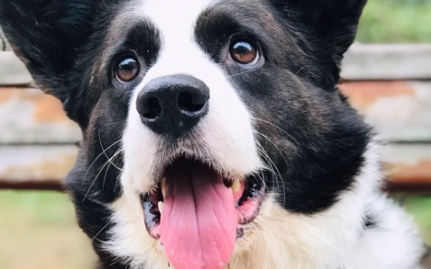 探索威尔斯柯基犬受欢迎的原因,是否戳中你? 探索威尔斯柯基犬受欢迎的原因,是否戳中你?