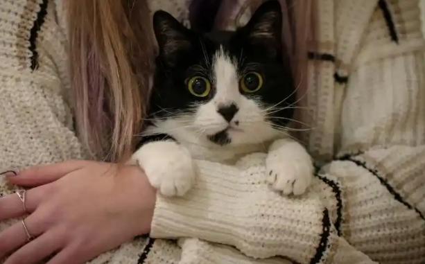 亚马逊宠物日大促回归,引发网友热议 亚马逊宠物日大促回归,引发网友热议