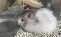 仓鼠内伤会自愈吗会死吗