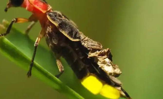 萤火虫秋天有吗 萤火虫秋天有吗