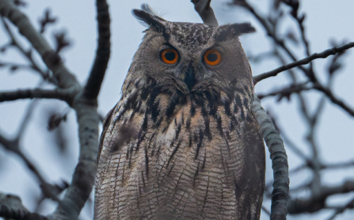 猫头鹰吃什么的