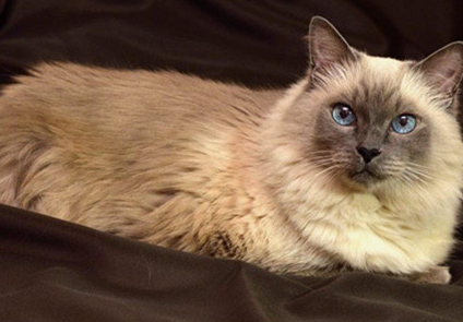 巴厘猫为什么不能养？不会还不知道吧！知道