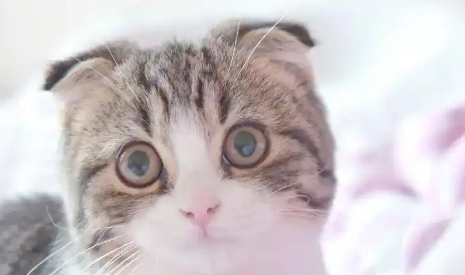 苏格兰折耳猫:独特的起源与迷人的个性 苏格兰折耳猫:独特的起源与迷人的个性