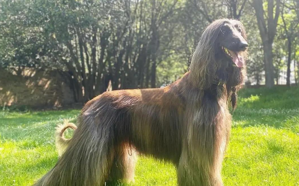 阿富汗猎犬：在科学史上留有名字！