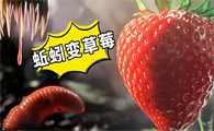 草莓是蚯蚓变得吗