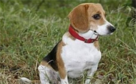 比格犬适合家庭养吗
