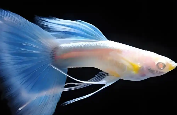孔雀鱼鱼鳃发红是什么原因 孔雀鱼鱼鳃发红是什么原因