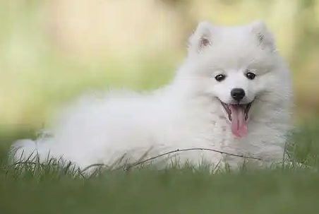 晚上狗狗一直叫为什么还咬人