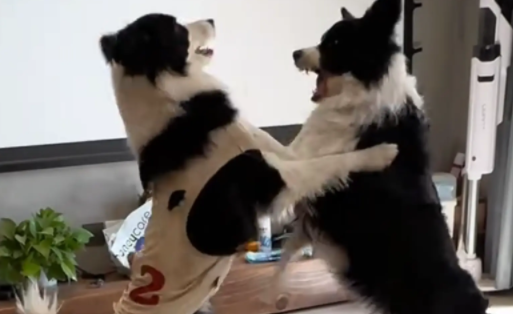 男子不想给狗子“炒狗粮“,挑拨离间两只狗,计谋得逞 男子不想给狗子“炒狗粮“,挑拨离间两只狗,计谋得逞