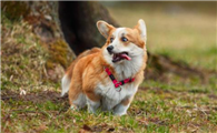 分享威尔斯柯基犬的起源故事,快来了解一下吧