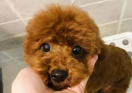 如何挑选纯种泰迪犬：实用技巧揭开选犬之谜