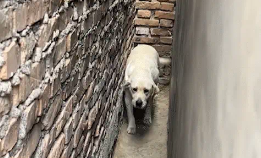 拉布拉多会在墙缝里掉头。网友:坦克掉头 拉布拉多会在墙缝里掉头。网友:坦克掉头