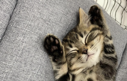 世界上体型极小的猫,皮堡斯、茶杯猫等,令人大开眼界 世界上体型极小的猫,皮堡斯、茶杯猫等,令人大开眼界