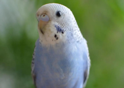 怎么让虎皮鹦鹉上手