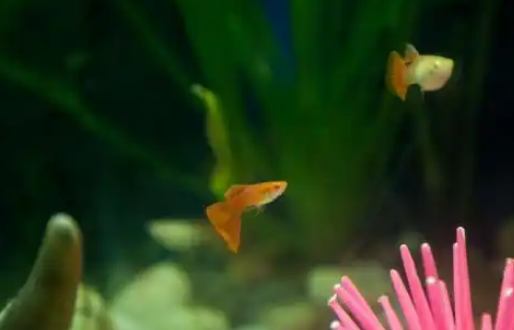 孔雀鱼浮在水面上不动是怎么回事