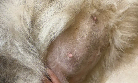 阿拉斯加怀孕63天没生产迹象 阿拉斯加怀孕63天没生产迹象