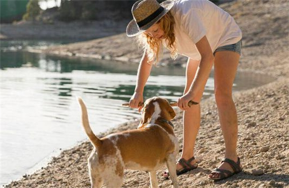 教你如何买到一只真正靠谱的比格犬 教你如何买到一只真正靠谱的比格犬
