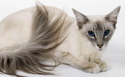 巴厘猫：一种优雅的长毛猫品种！
