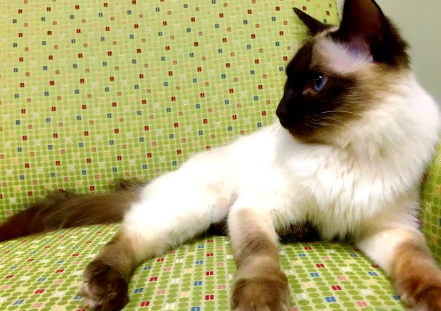 巴厘猫:猫咪界的智商担当! 巴厘猫:猫咪界的智商担当!
