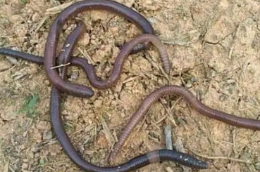 河边能挖到蚯蚓吗 河边能挖到蚯蚓吗