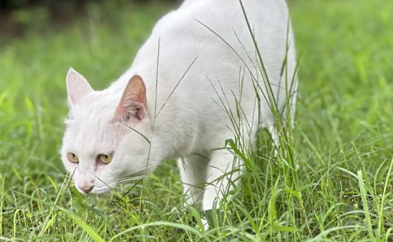 90后与守护流猫的"生命之光"宠物展全城暖心接力 90后与守护流猫的"生命之光"宠物展全城暖心接力