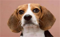 比较贪吃的比格犬应该怎么养呢