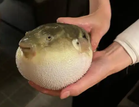 河豚毒素主要在哪