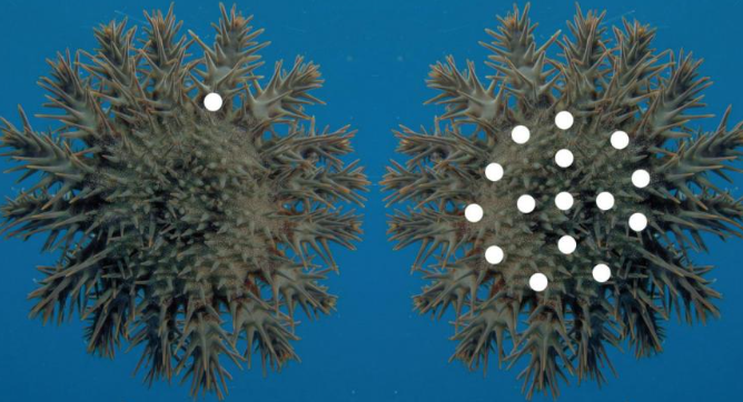 AI保卫珊瑚,顺便拯救了“一只只给海星打毒针”的人类 AI保卫珊瑚,顺便拯救了“一只只给海星打毒针”的人类