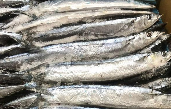 尿酸高能吃秋刀鱼吗